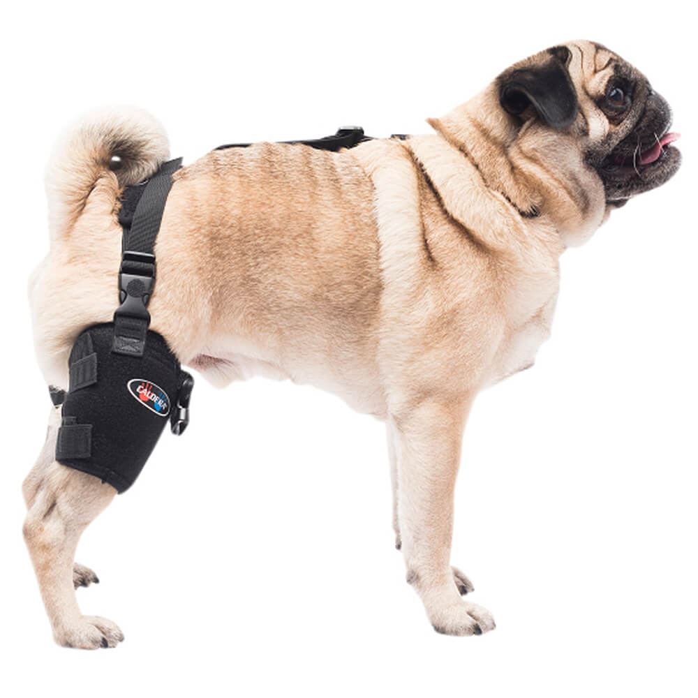 caldera pet universal therapy tarsal/stifle wrap with therapy gel, small