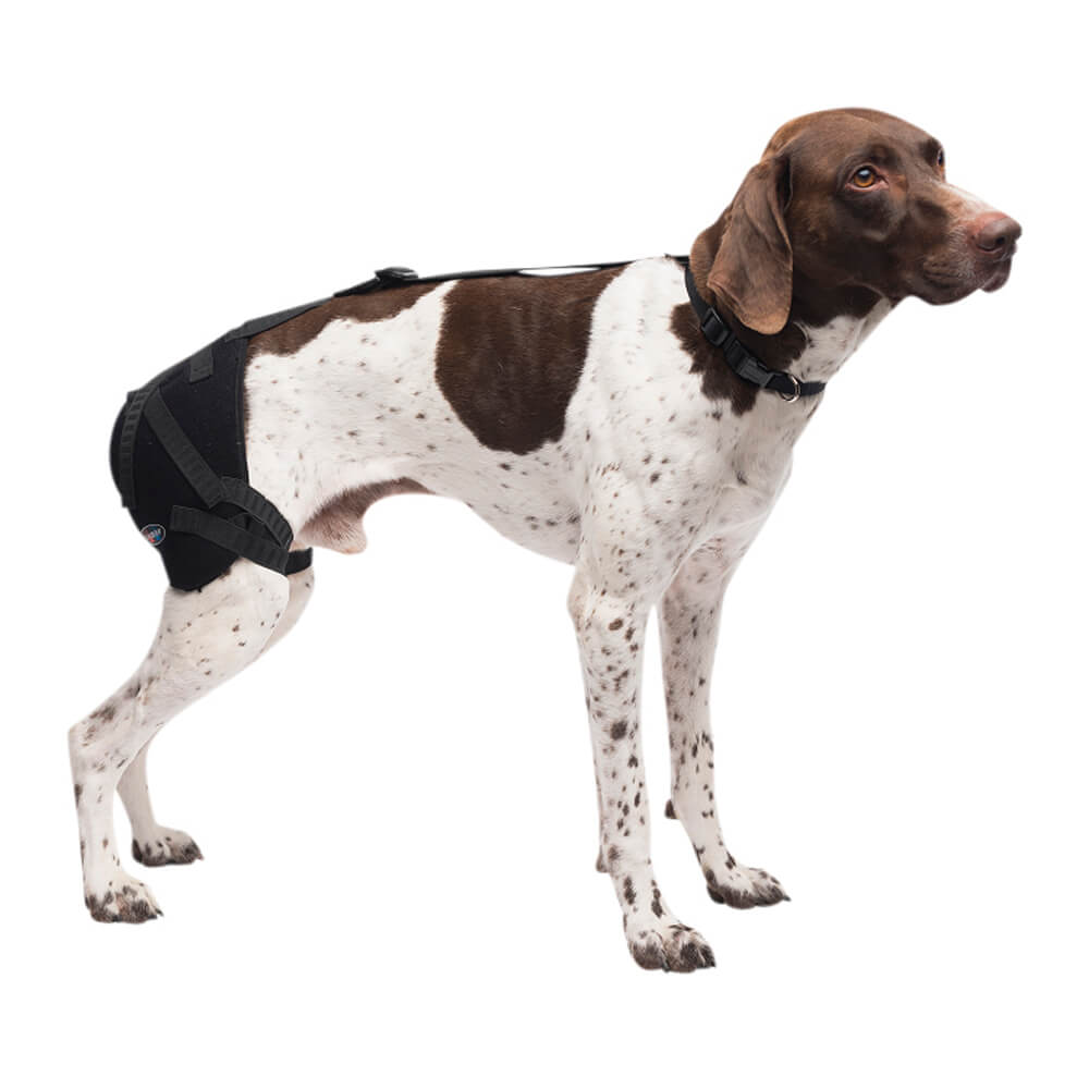 caldera pet therapy hip wrap with therapy gel, medium