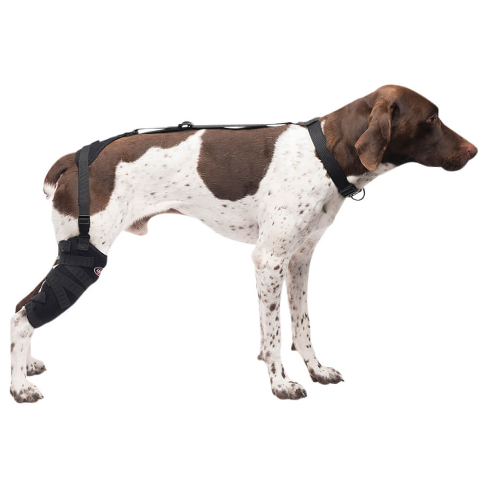 caldera pet therapy tall stifle wrap with therapy gel, medium