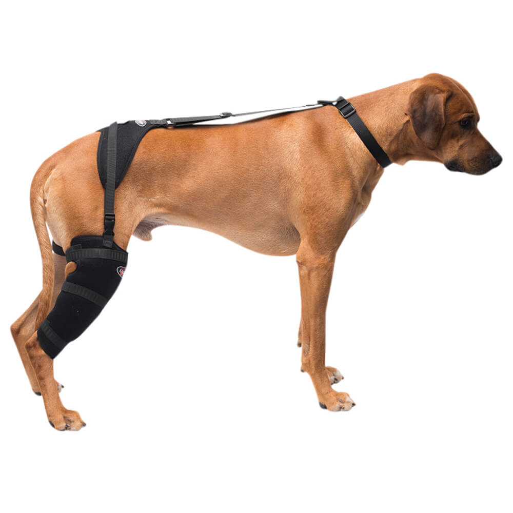 caldera pet therapy tall stifle wrap with therapy gel, large