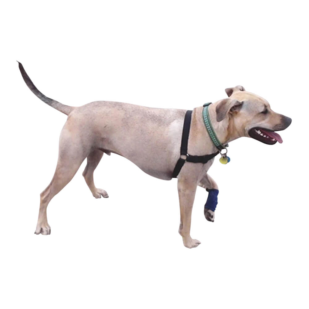 healers leg wrap for dogs, small