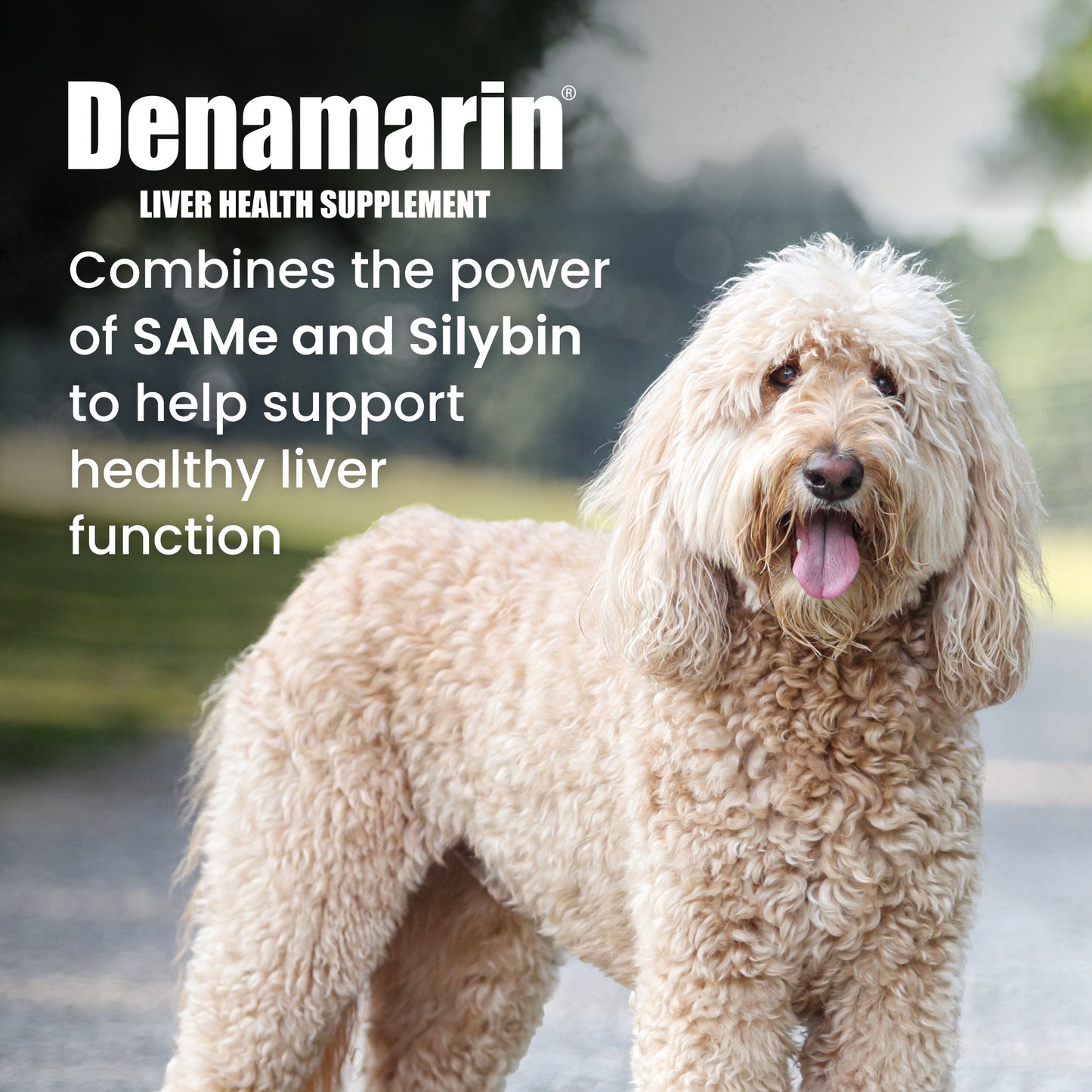 denamarin large dogs 425mg x 30 tablet bottle