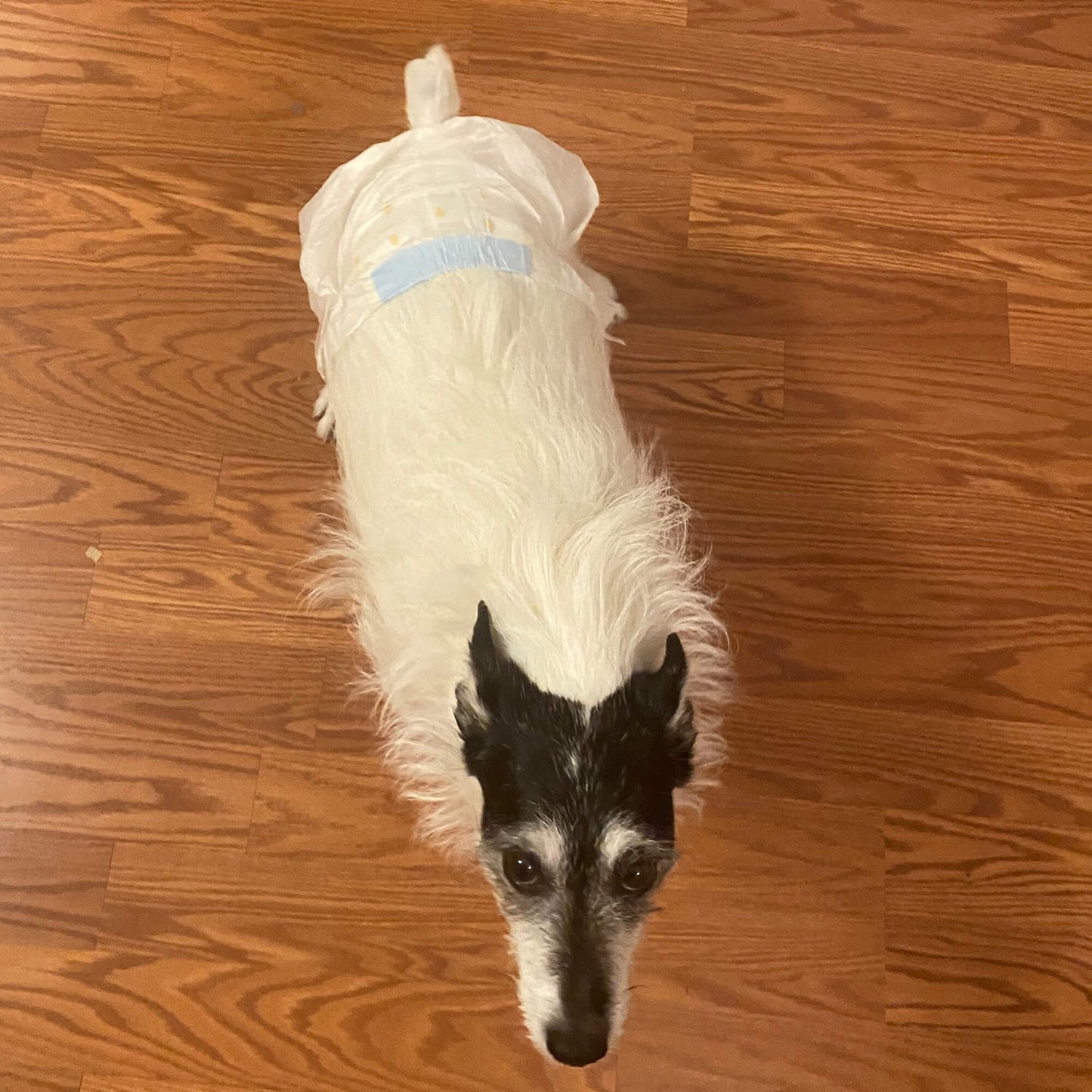 wizsmart ultra dry disposable dog diapers, xl, 12 pack – leak-proof pet diaper with tail hole & adjustable tape tabs, puppy & adult dog, travel, heat cycle, overnight protection