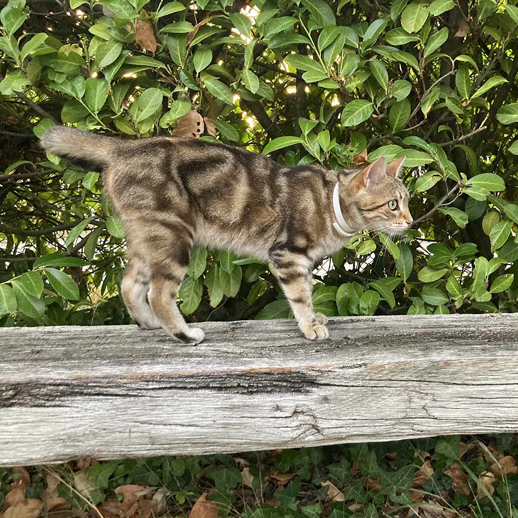 plant-based calming collar cat