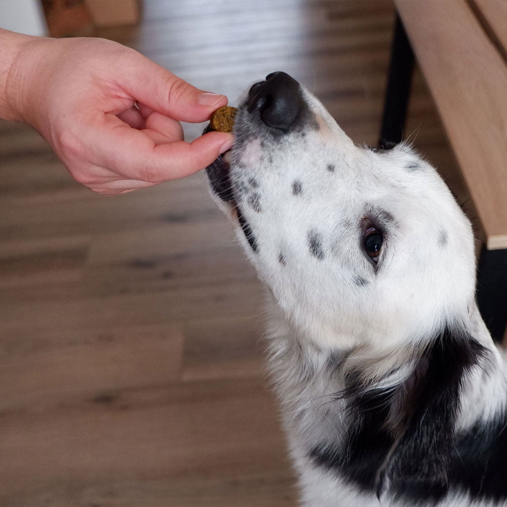 plant-based skin & coat soft chews, 90ct