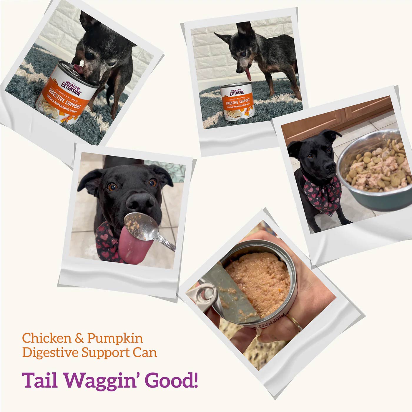 digestive support, chicken & pumpkin entrée in gravy