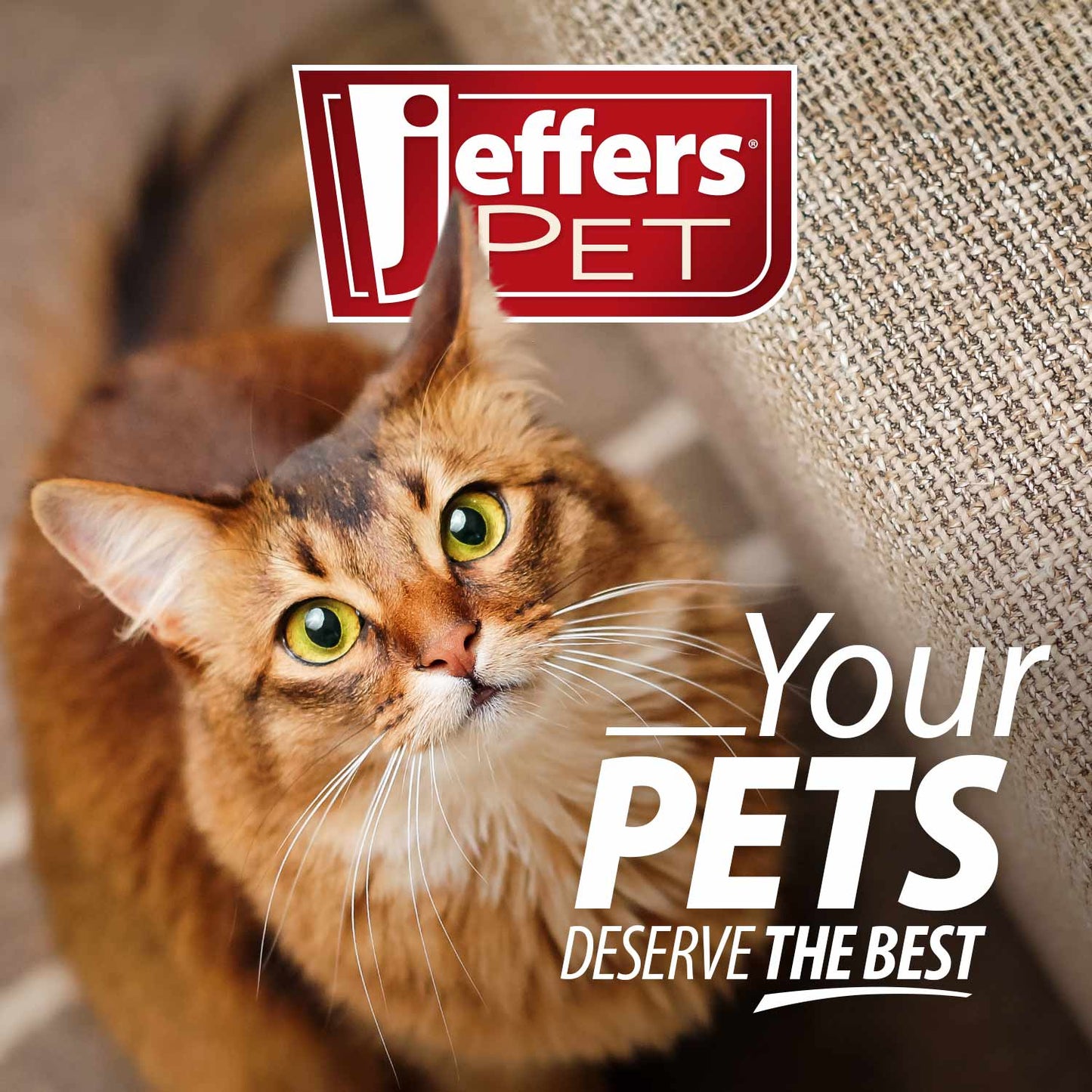 jeffers belly buddy cat probiotic powder packets, 30 count - veterinary formulated, four probiotic strains & vitamins for gut health, diarrhea & digestive balance, chicken liver flavor, usa made