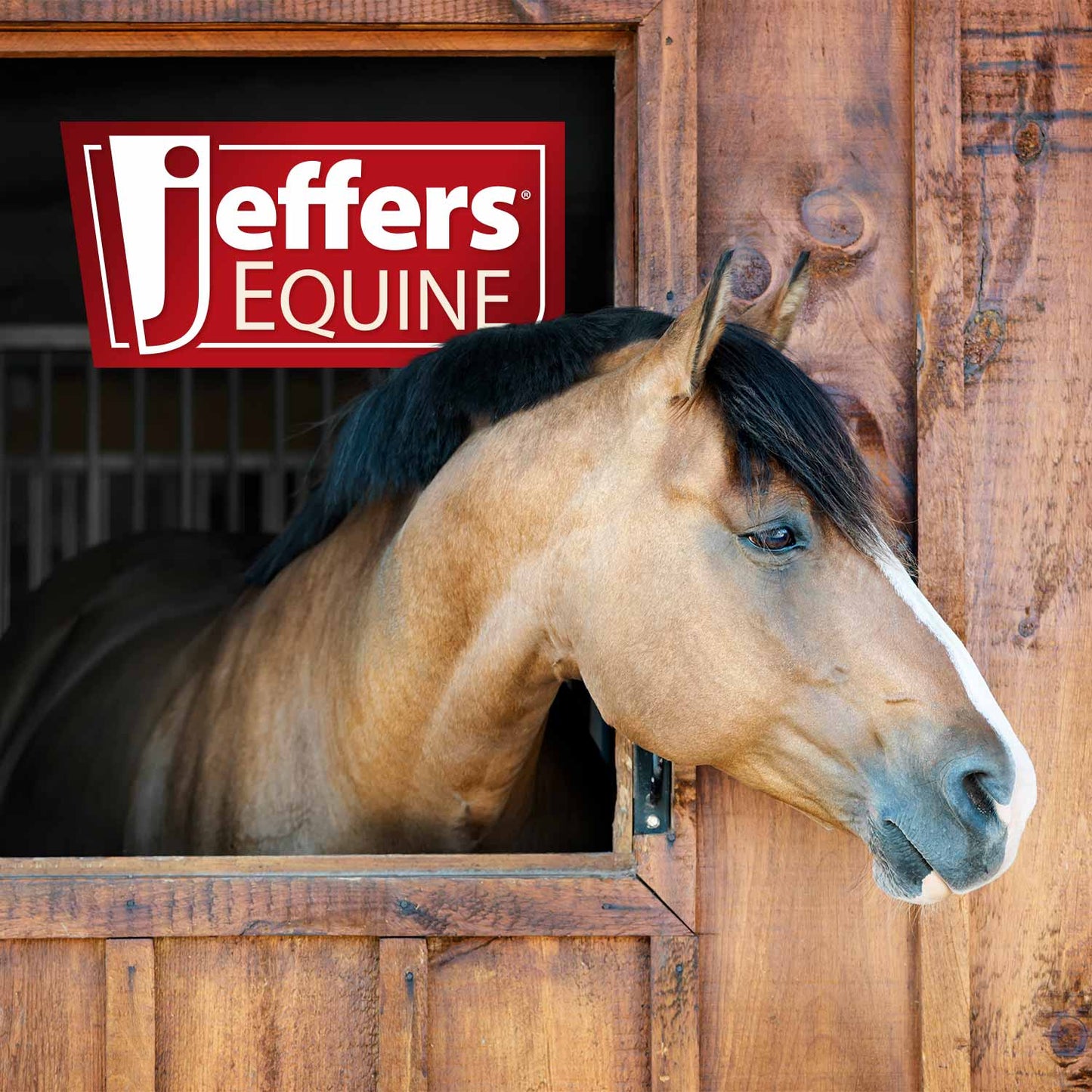 jeffers equine regular curved replacement blade for float for horses – stainless steel equine dental float blade, horse teeth filing tool for barn, stable, veterinary use
