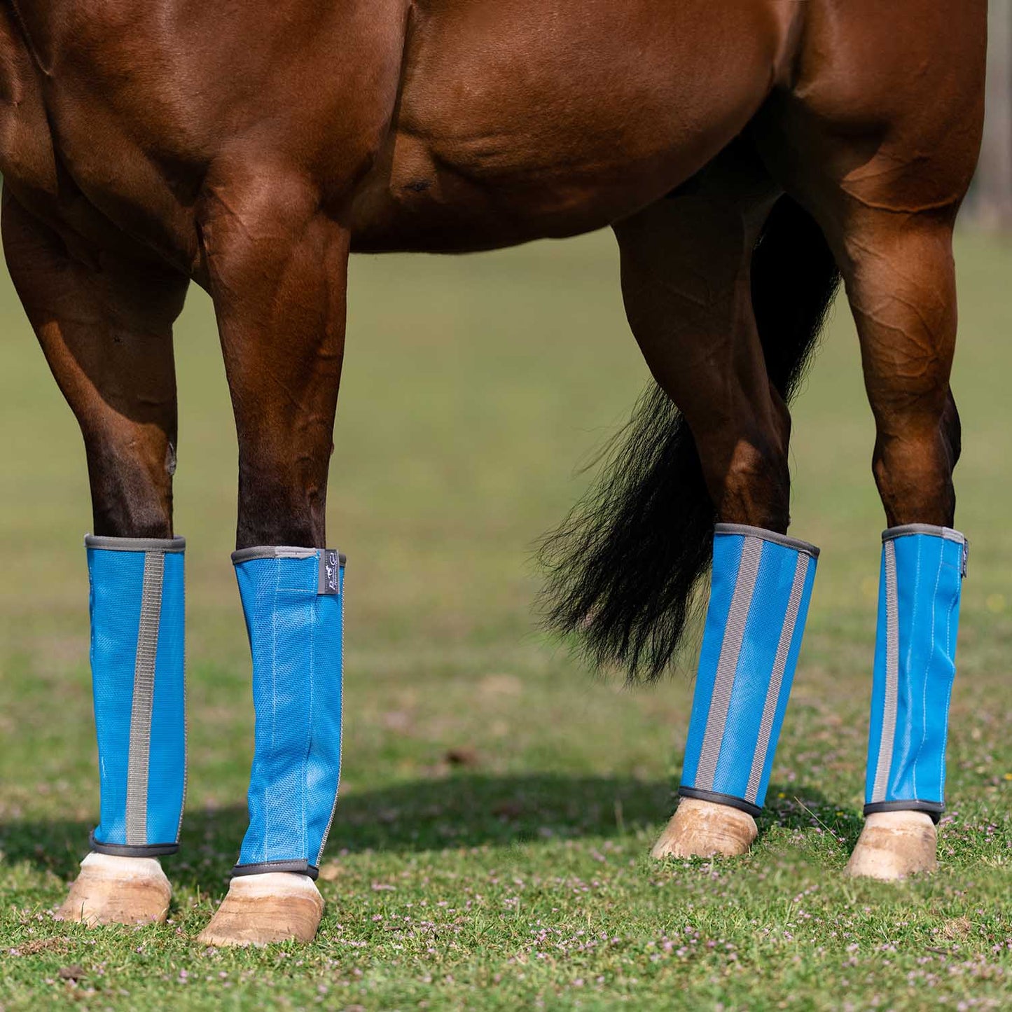 professional's choice deluxe fly boots 4 pack, medium, pacific blue