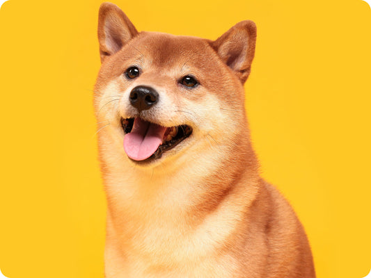 Essential food, bedding, grooming, training, and play supplies arranged for a new pet