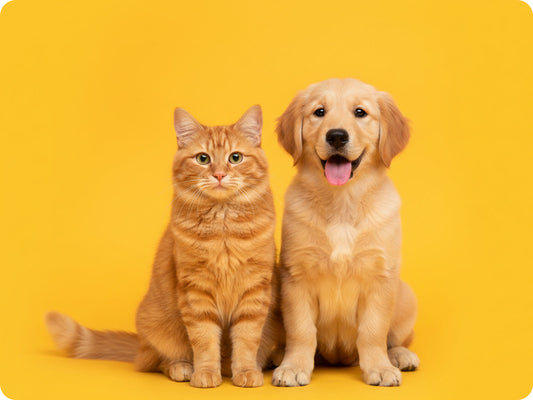 Pet owner comparing dog food and cat food labels before choosing a meal