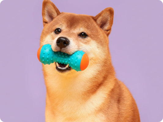 A variety of pet toys arranged for a playful and engaging setup