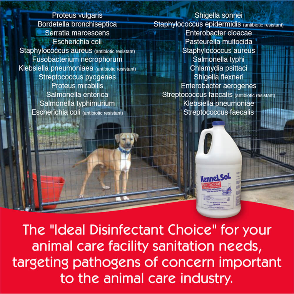 kennelsol germicidal detergent & deodorant  1 gallon