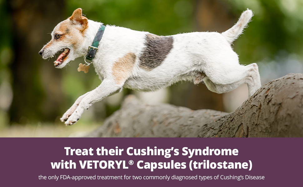 rx vetoryl 30 mg x 30 capsules