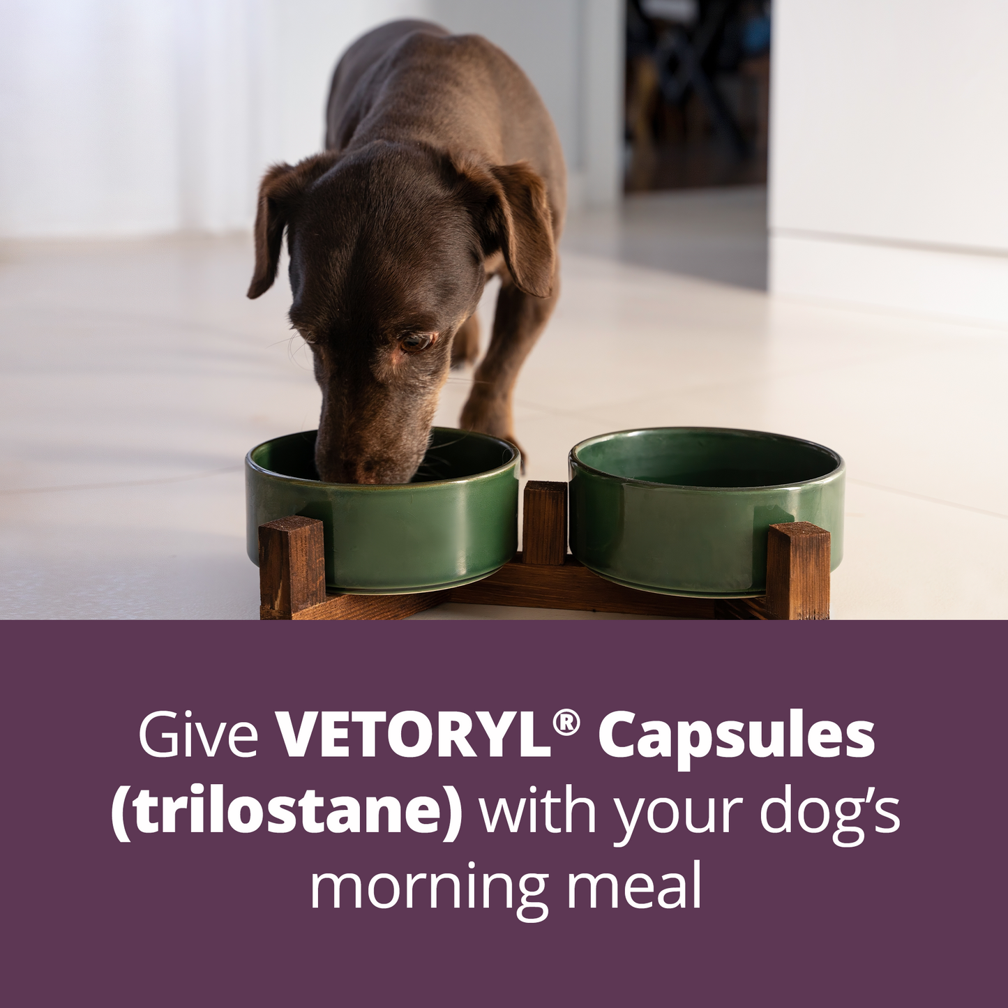 rx vetoryl 30 mg x 30 capsules