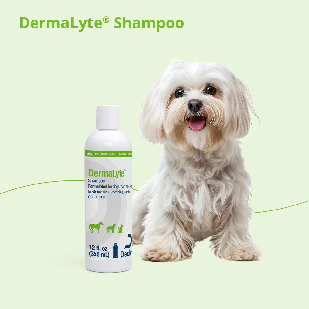 dermalyte shampoo 12 ounce