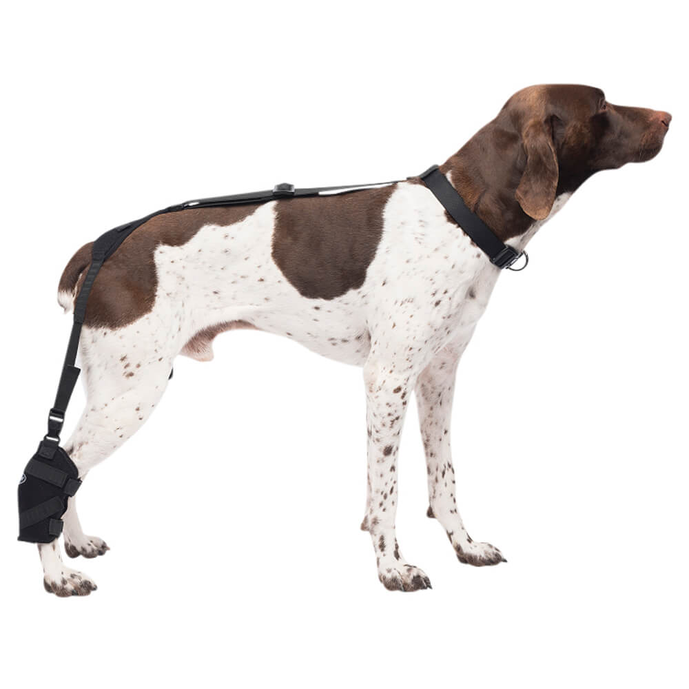 caldera pet therapy tarsal wrap with therapy gel, medium