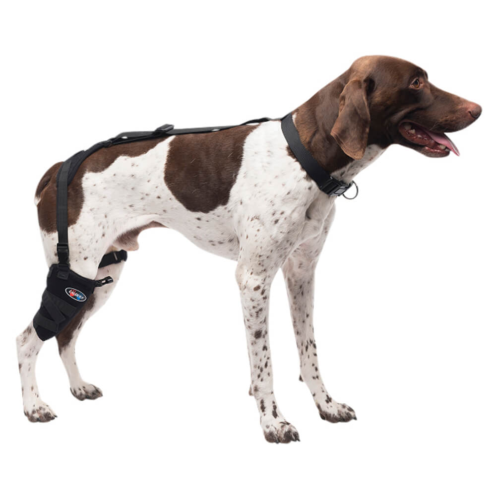caldera pet therapy short stifle wrap with therapy gel, medium