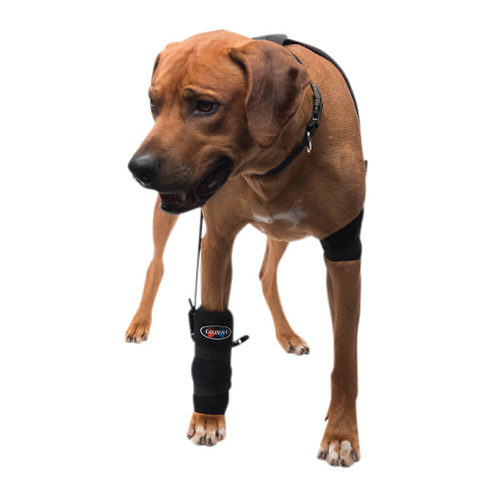 caldera pet therapy carpal wrap with therapy gel, large