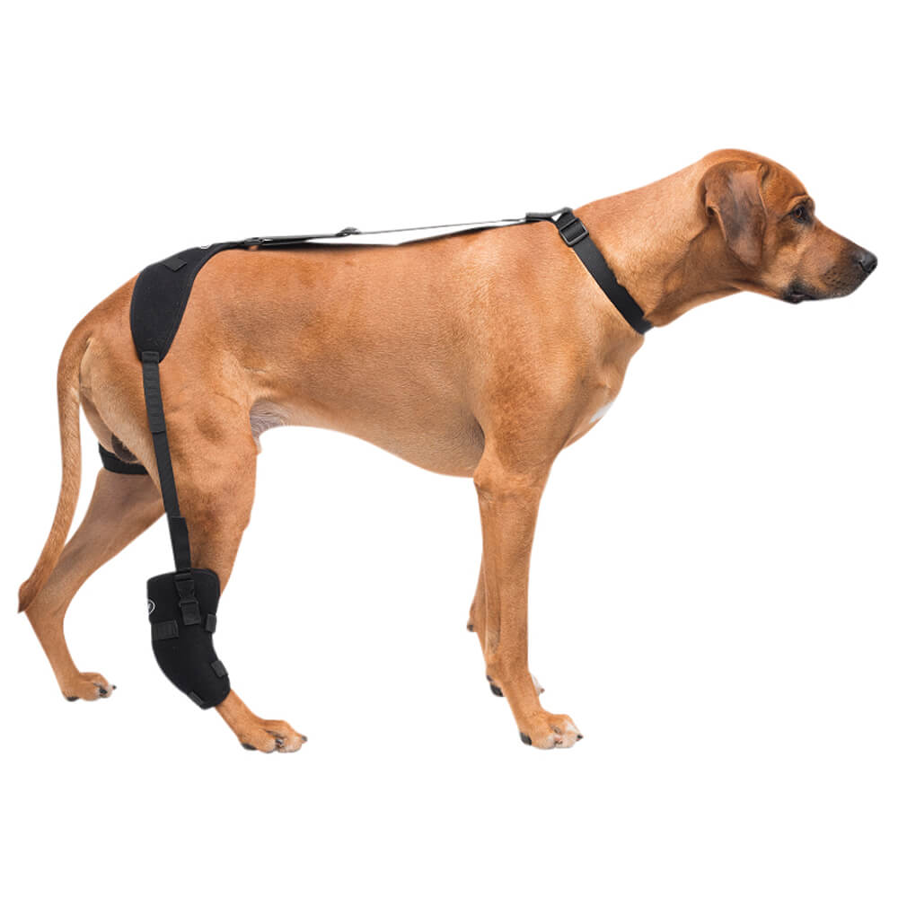 caldera pet therapy tarsal wrap with therapy gel, large