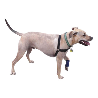 Healers Leg Wrap for Dogs, Medium