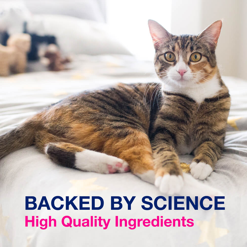 proviable-kp/dc kit for small dogs and cats, 15 ml paste/10 capsules