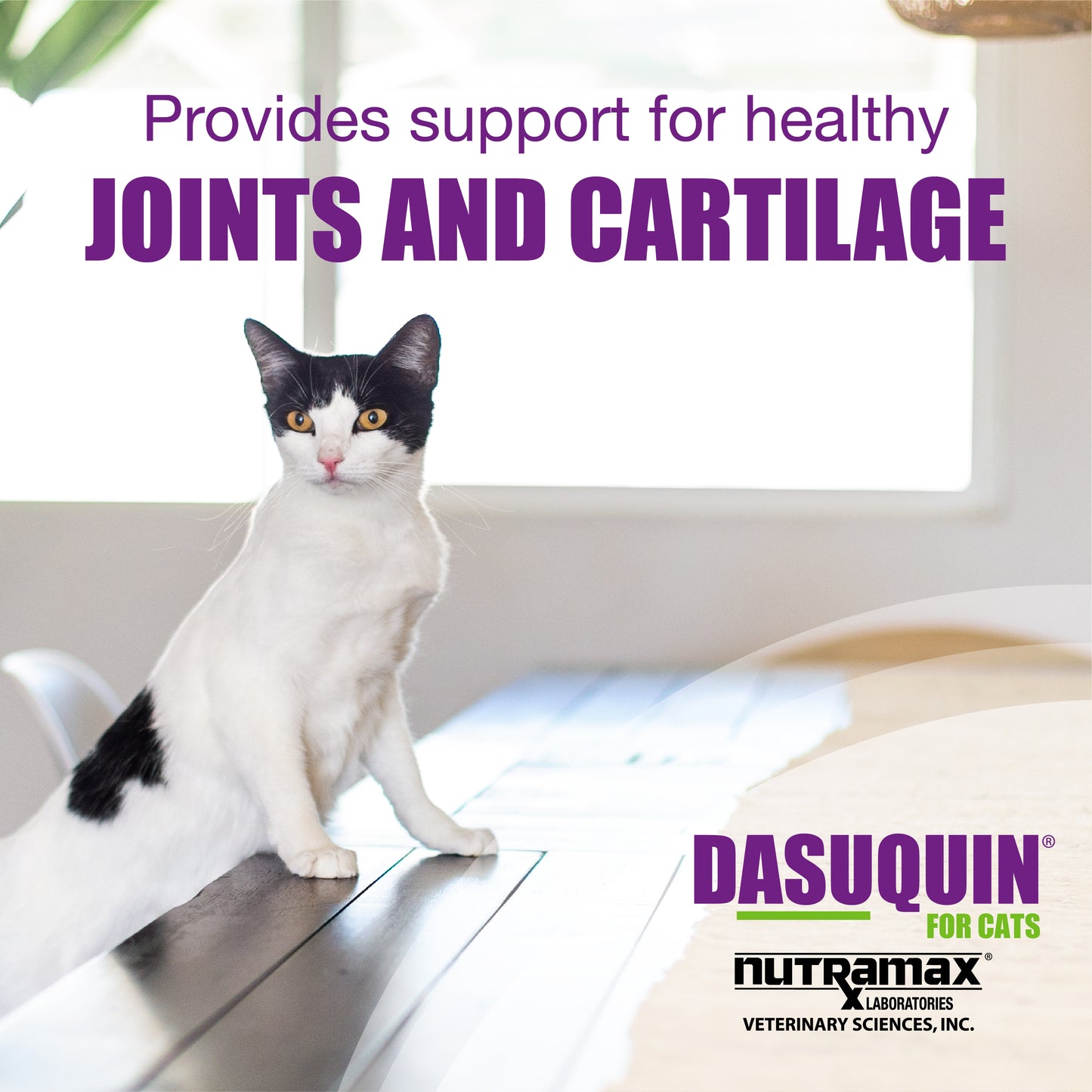 dasuquin soft chews joint for cats 84ct