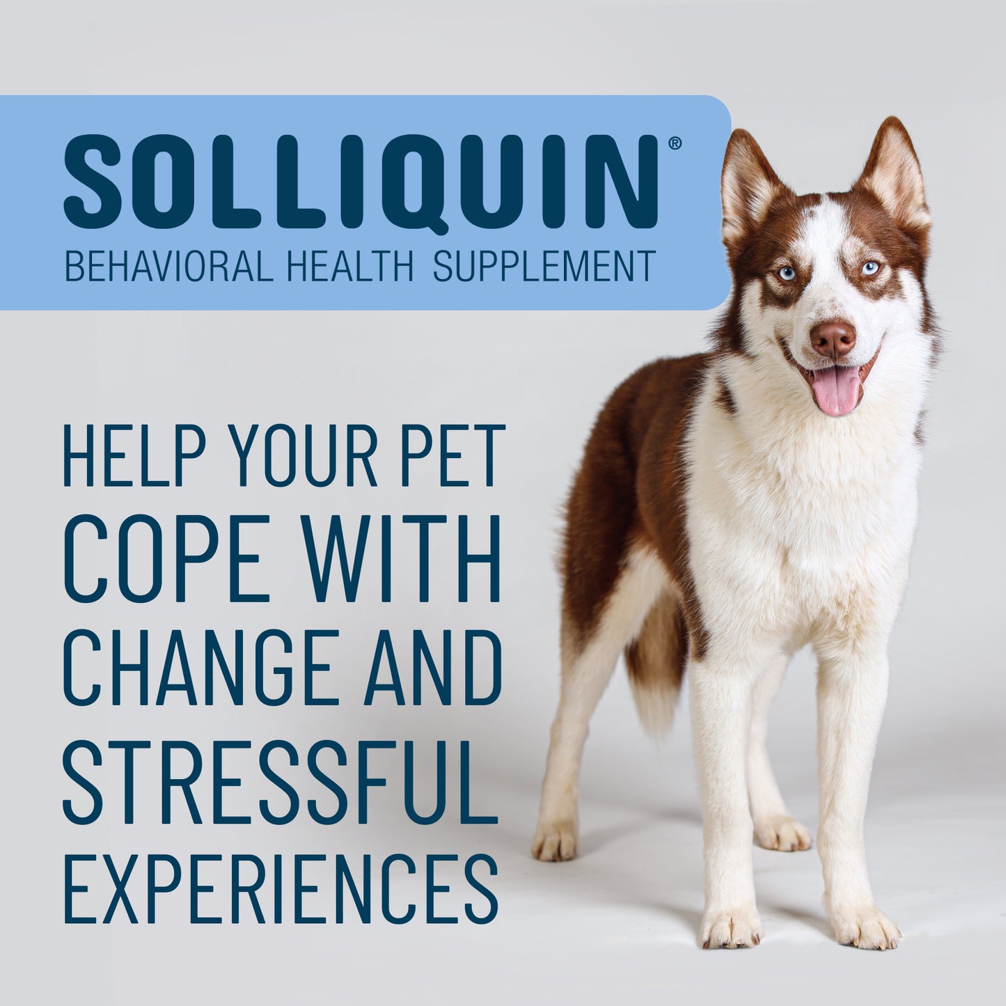 solliquin soft chews 75 ct for large dogs