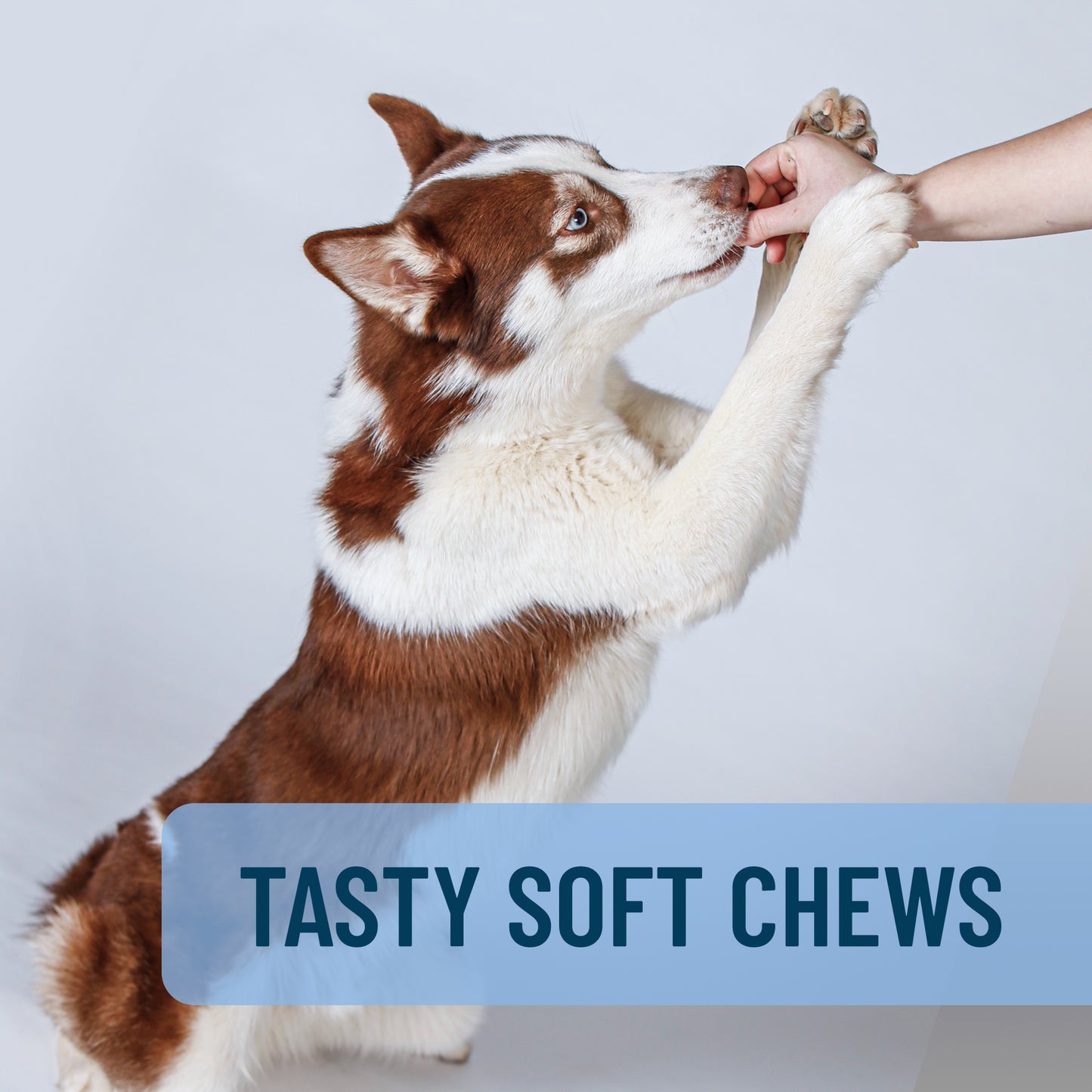 solliquin soft chews 75 ct for large dogs