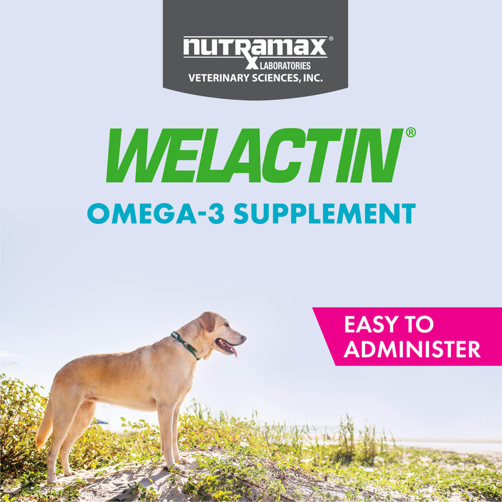 welactin daily omega-3 supplement for dogs, 60 soft chews