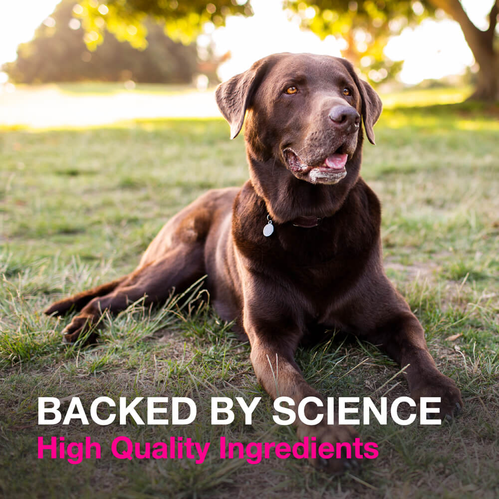 proviable-kp/dc kit for medium and large dogs, 30 ml paste/10 capsules