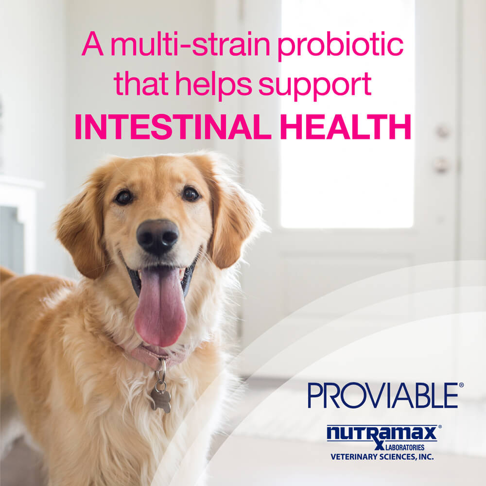 proviable-kp/dc kit for medium and large dogs, 30 ml paste/10 capsules