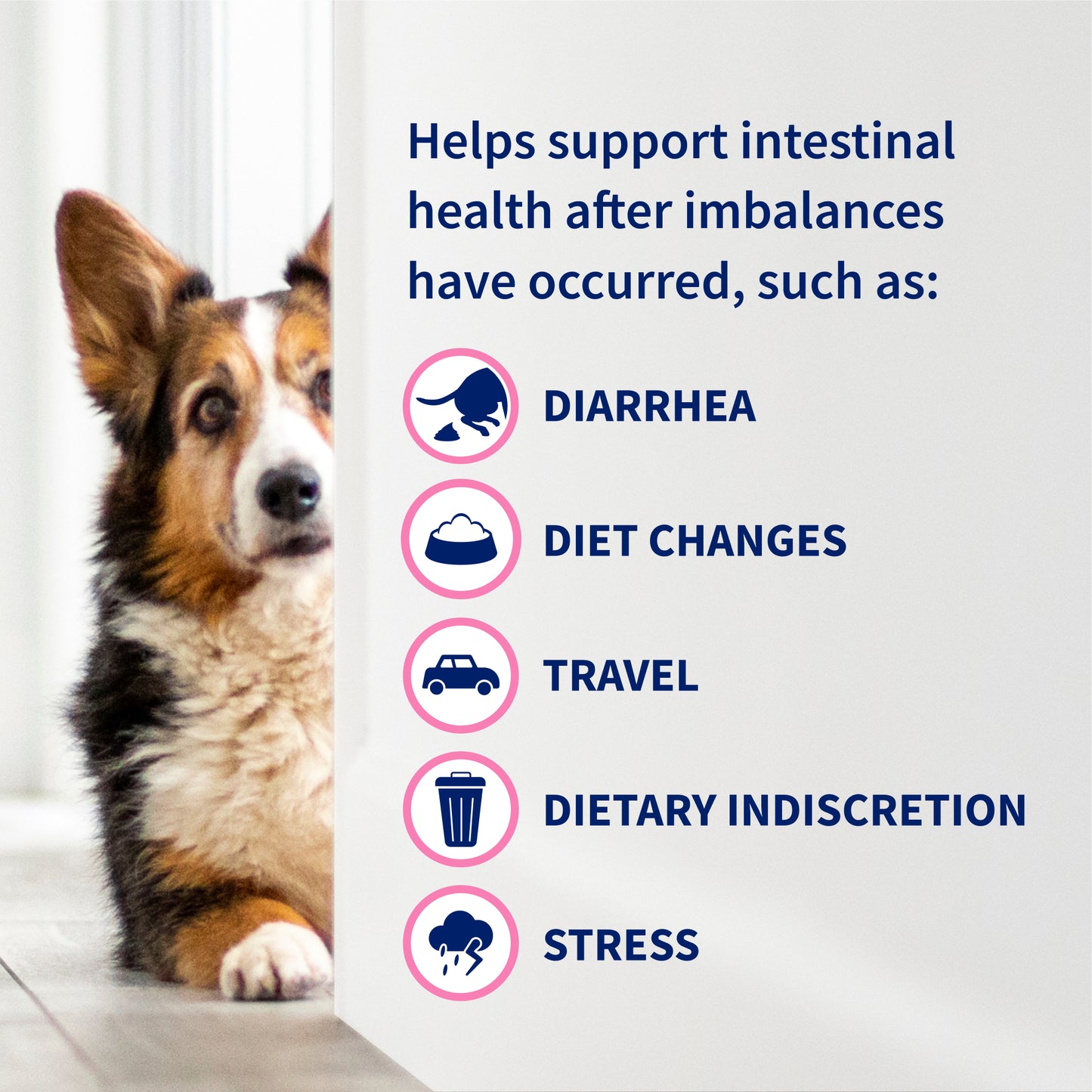 proviable-dc for dogs and cats, 30 capsules