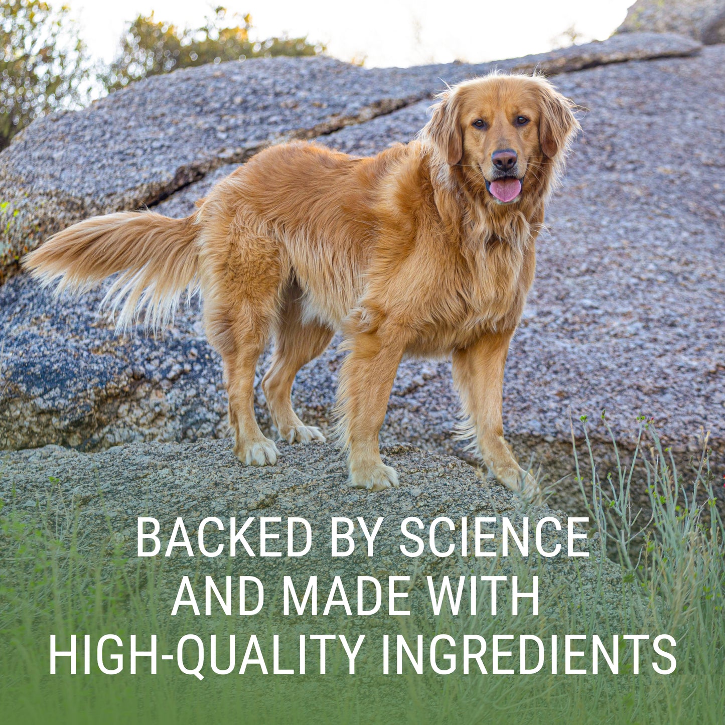 denosyl for large dogs  425 mg  30 stabilized tablets