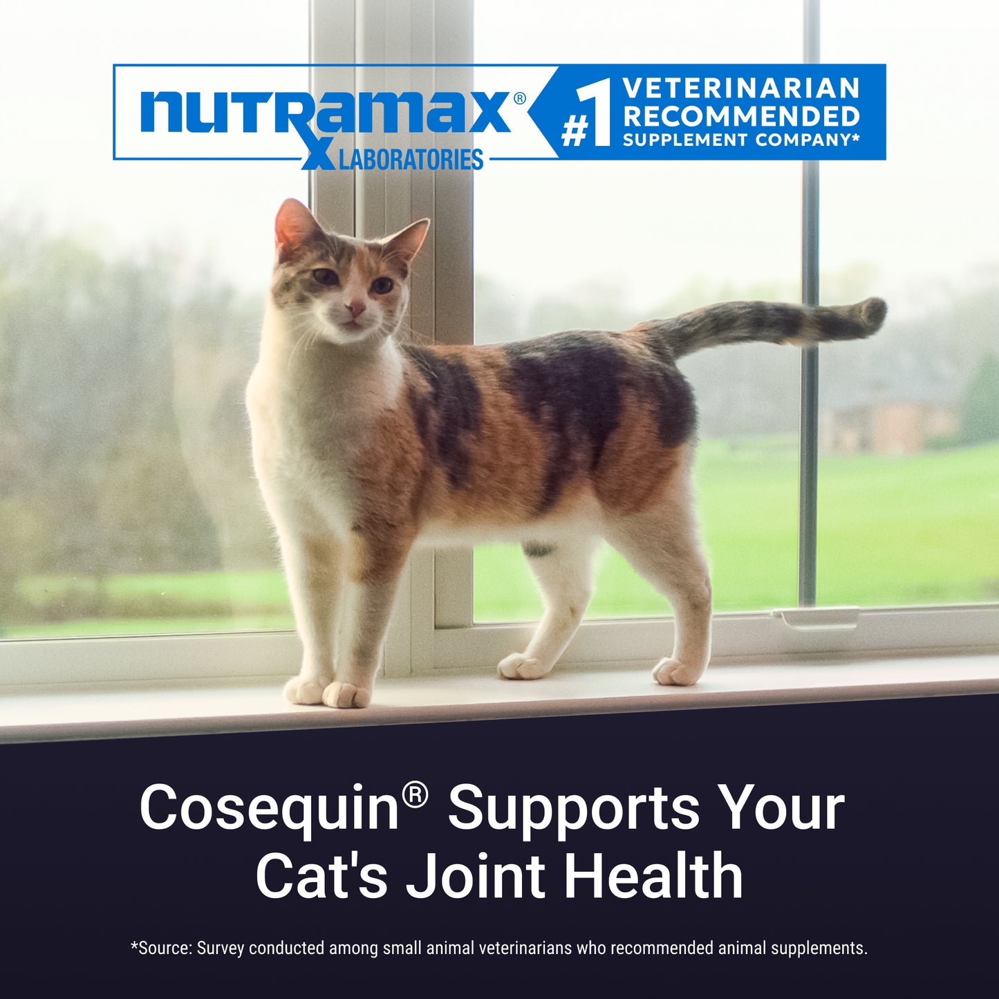 cosequin for cats  80 sprinkle capsules