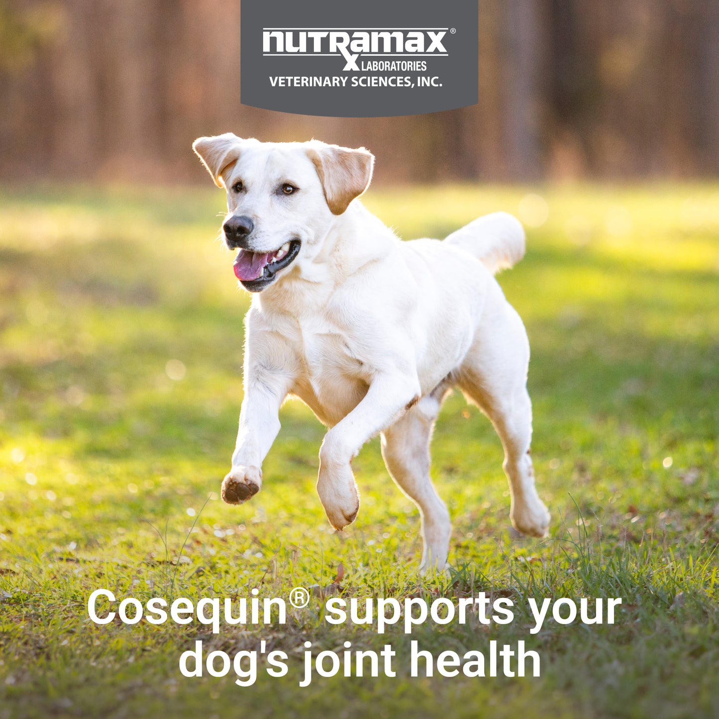 cosequin maximum strength plus msm  250 chewable tabs