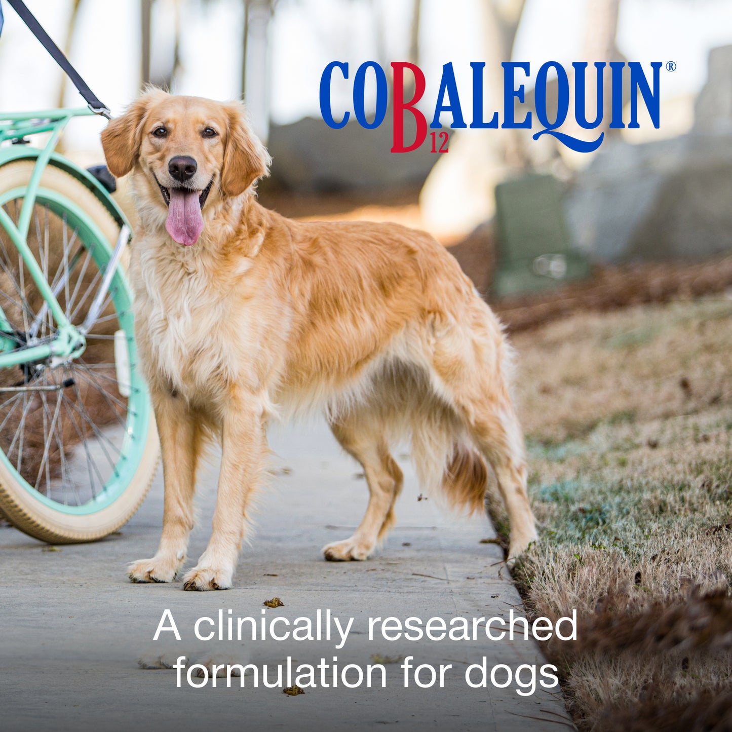 cobalequin chew tab 45 ct for medium/large dogs
