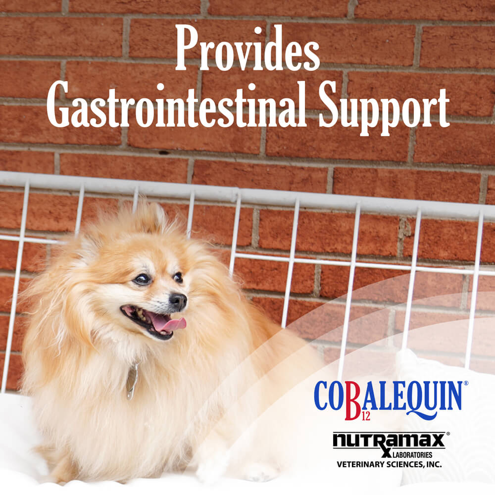 cobalequin chew tab 45 ct for cats/small dogs (< 22 lbs.)