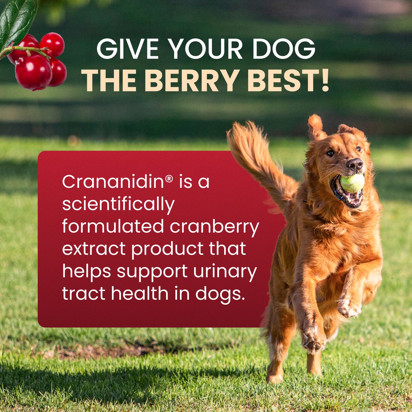 crananidin for dogs  75 chewable tablets
