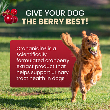 Crananidin for Dogs  75 Chewable Tablets