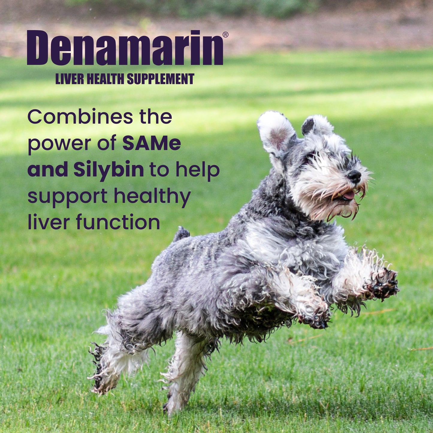 denamarin for dogs  13 to 34 lbs.  225mg  30 tablets