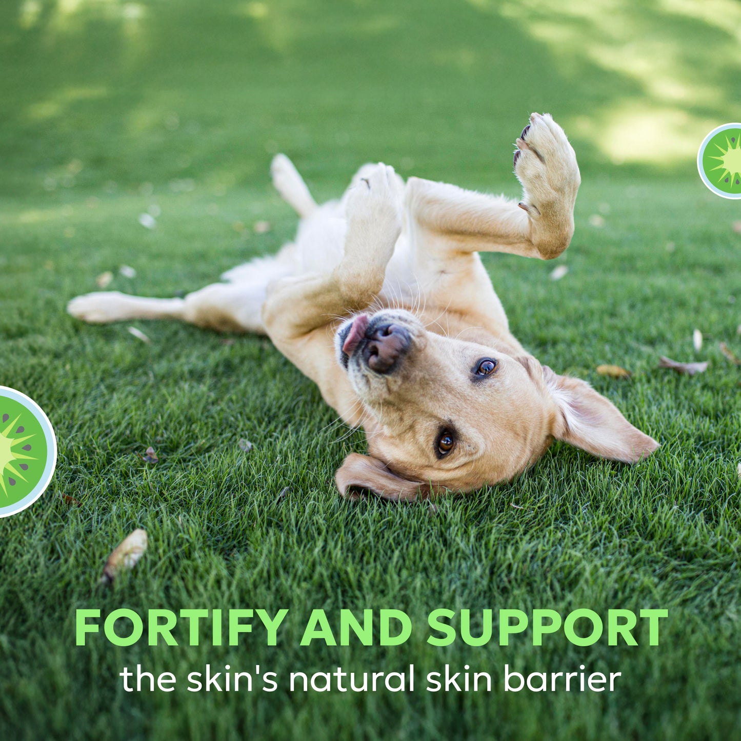 dermaquin skin support large dogs 31+ lbs 60 ct