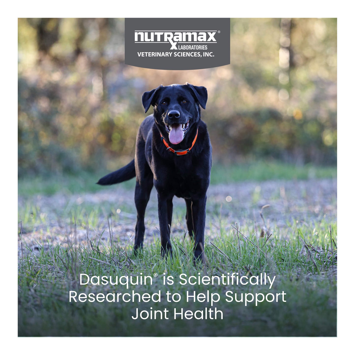 nutramax dasuquin for large dogs 60lbs and over, joint health supplement, soft chews, 84 count