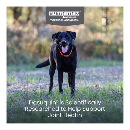 Nutramax Dasuquin for Large Dogs 60lbs and Over, Joint Health Supplement, Chewable Tablets, 84 Count