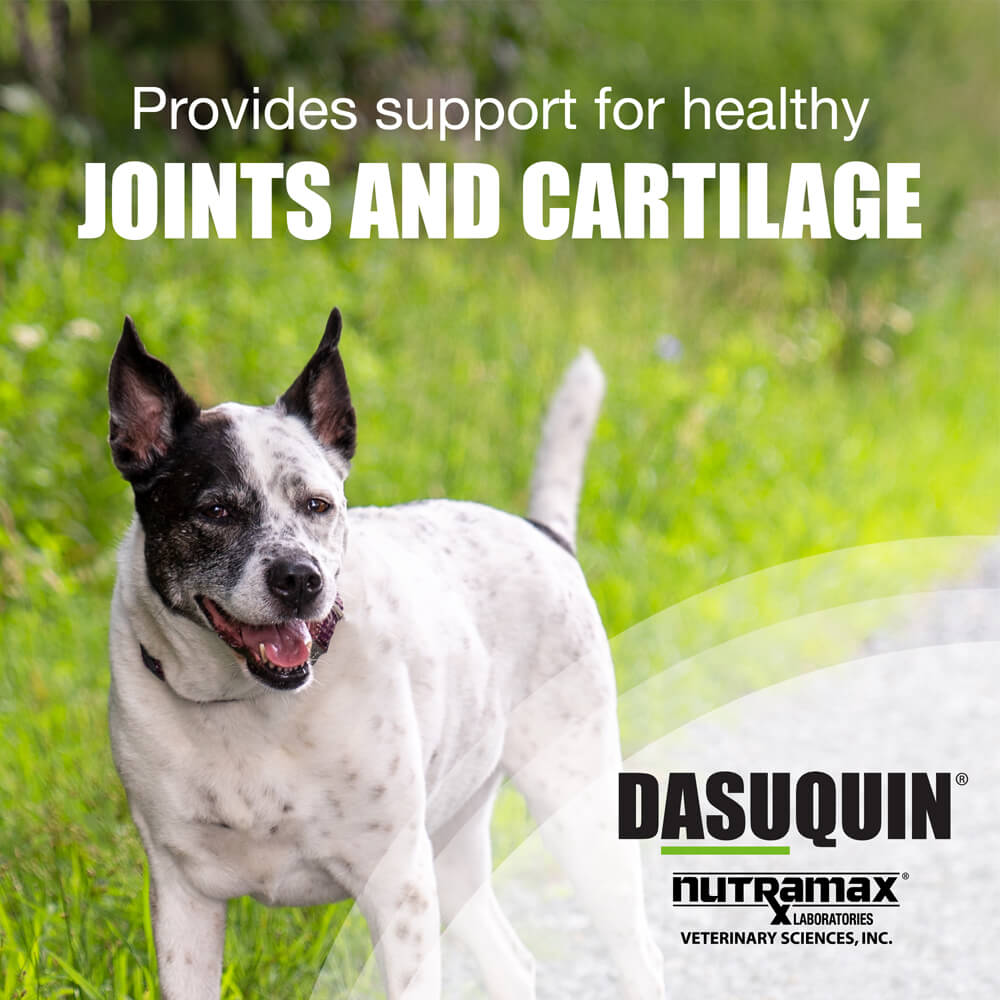 nutramax dasuquin for large dogs 60lbs and over, joint health supplement, chewable tablets, 84 count