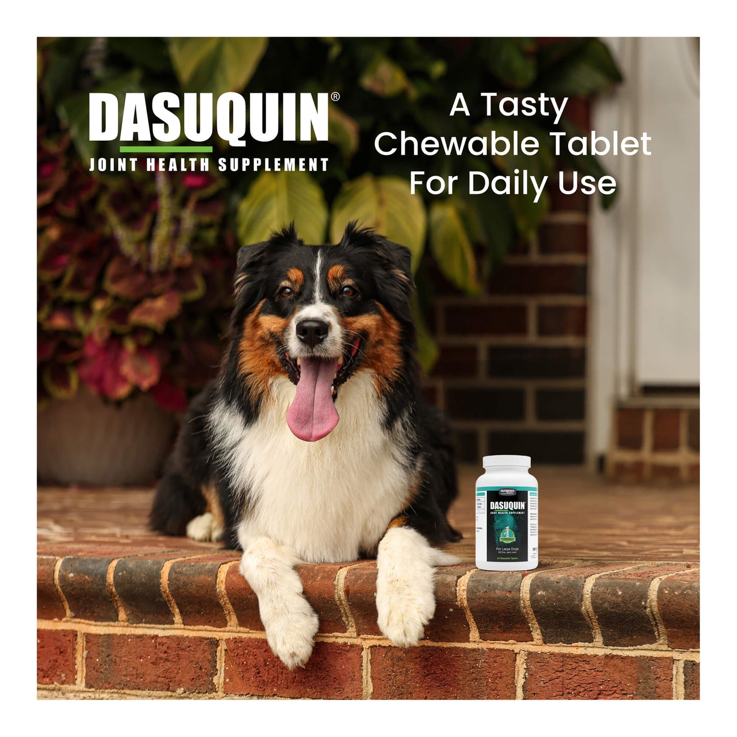 nutramax dasuquin for large dogs 60lbs and over, joint health supplement, chewable tablets, 84 count