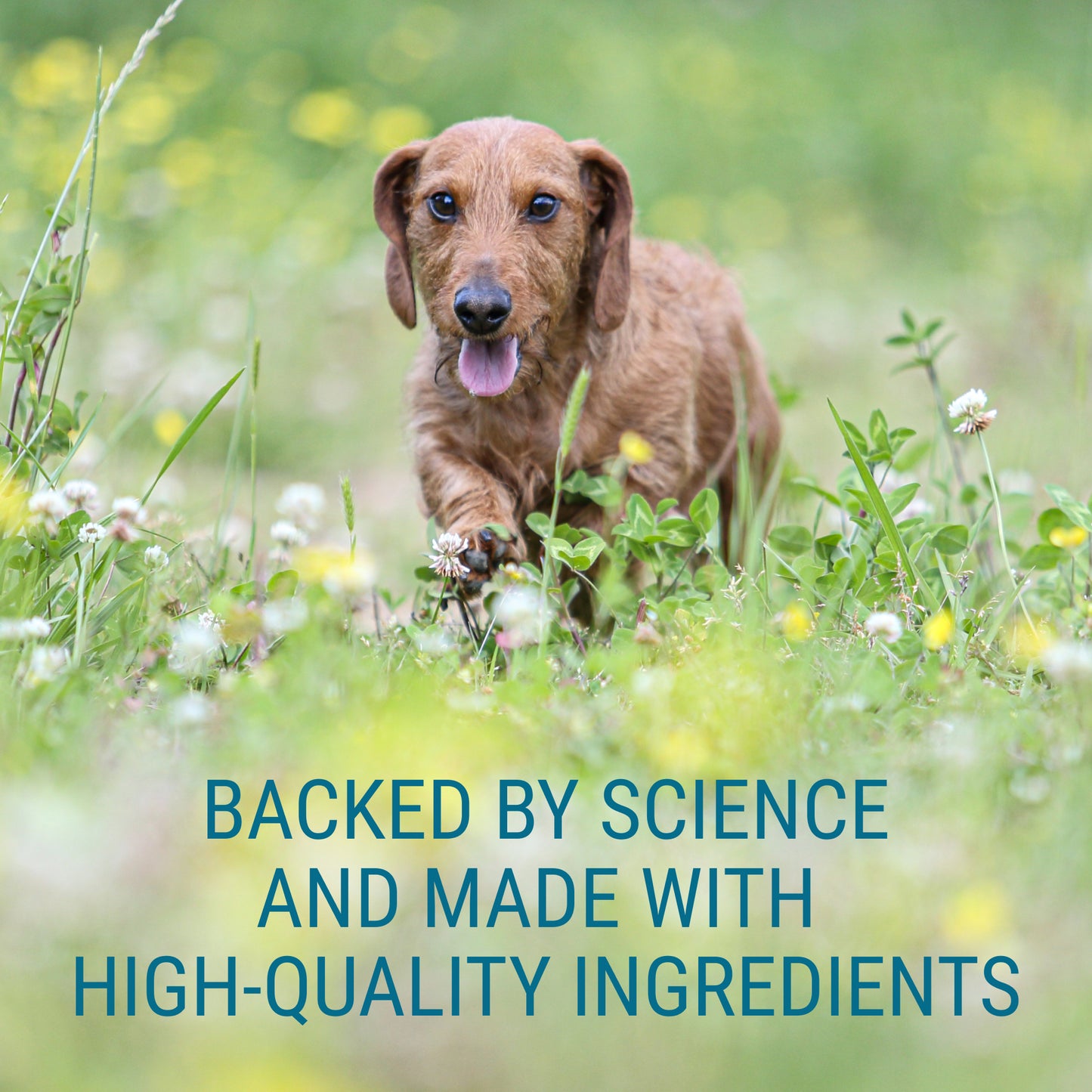 denosyl for medium dogs  225 mg  30 stabilized tablets
