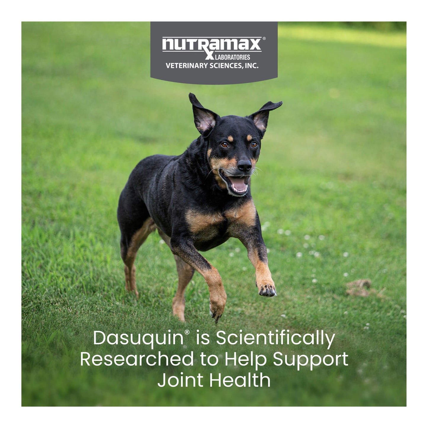 nutramax dasuquin for small to medium dogs, joint health supplement, chewable tablets, 150 count