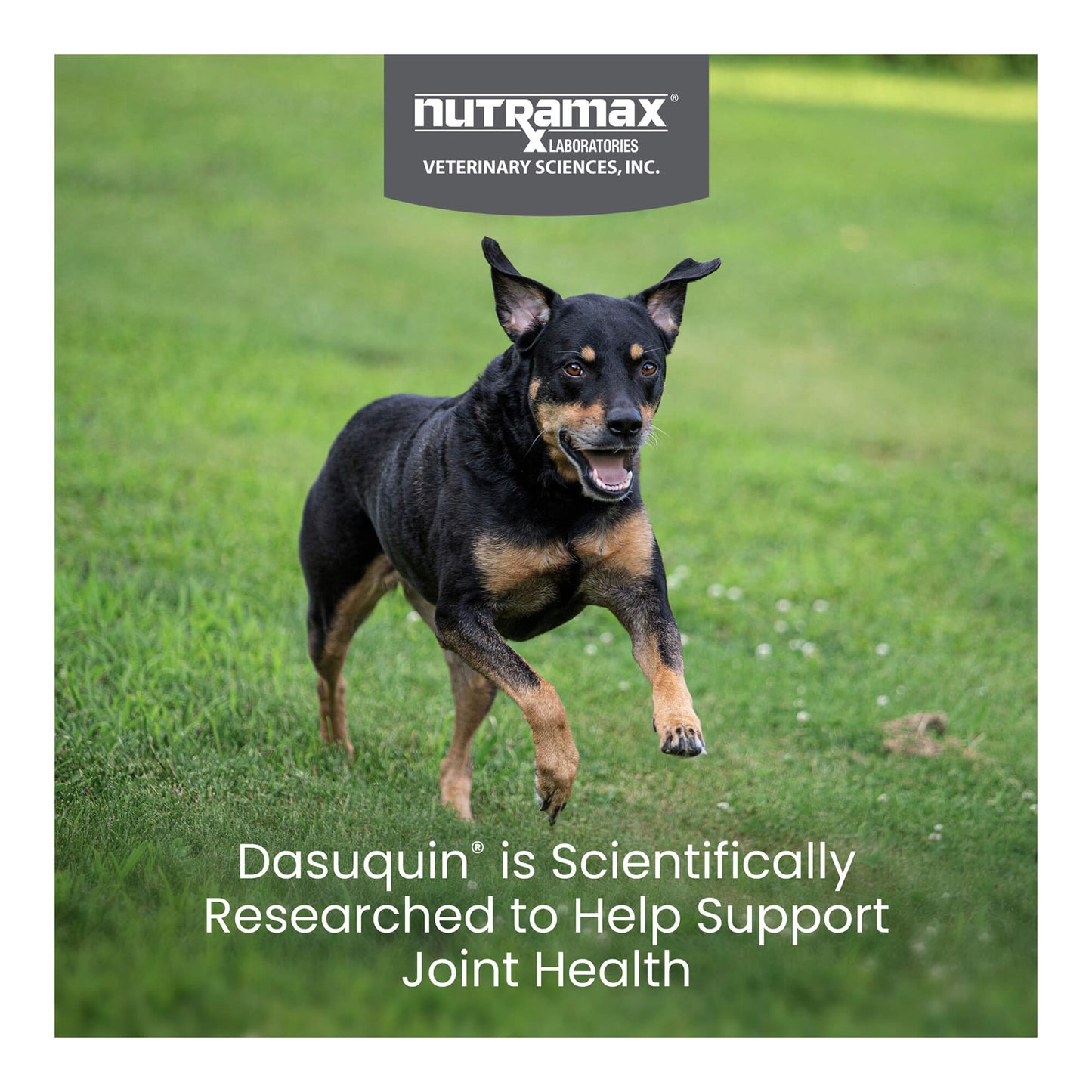 nutramax dasuquin for small to medium dogs, joint health supplement, chewable tablets, 84 count