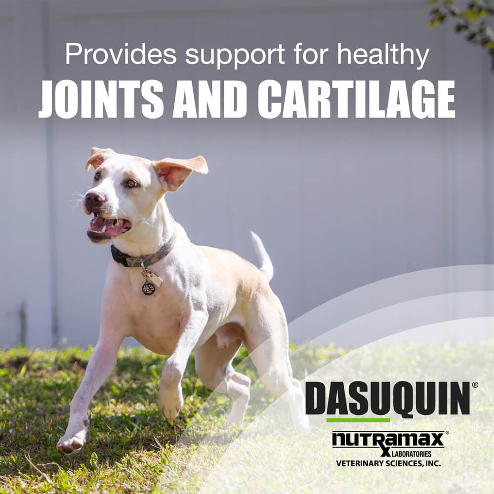 nutramax dasuquin for small to medium dogs, joint health supplement, chewable tablets, 84 count